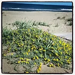 Mirto E Mare Bed & Breakfast
